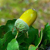 Buy canvas prints of       A Single Acorn                          by Jane Metters