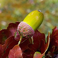 Buy canvas prints of     A Green Acorn                            by Jane Metters