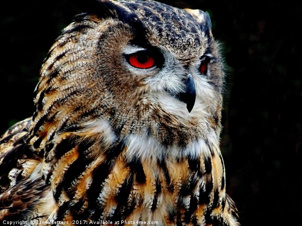 Eurasian Eagle-Owl Picture Board by Jane Metters