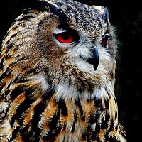 Buy canvas prints of Eurasian Eagle-Owl by Jane Metters