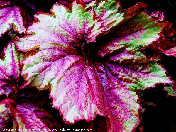 Begonia Raspberry Swirl  Picture Board by Jane Metters