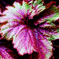 Buy canvas prints of Begonia Raspberry Swirl  by Jane Metters