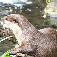 Buy canvas prints of Asian Short Clawed Otter                           by Jane Metters