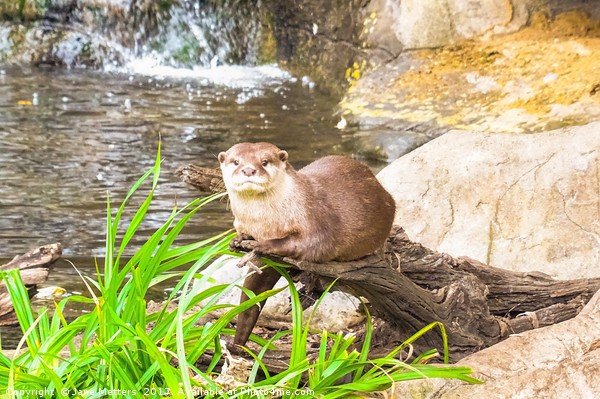       Asian Small Clawed Otter                     Picture Board by Jane Metters