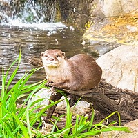 Buy canvas prints of       Asian Small Clawed Otter                     by Jane Metters