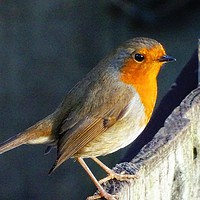 Buy canvas prints of     Robin on the Fence                           by Jane Metters