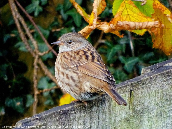        Dunnock                         Picture Board by Jane Metters