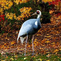 Buy canvas prints of A Crane                           by Jane Metters