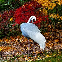 Buy canvas prints of   Autumn Leaves and a Crane                        by Jane Metters