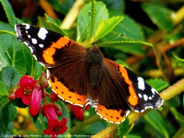           Red Admiral Butterfly                    Picture Board by Jane Metters