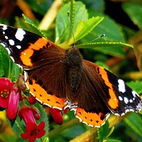Buy canvas prints of           Red Admiral Butterfly                    by Jane Metters