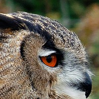 Buy canvas prints of    The Eye of an Owl                             by Jane Metters