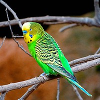 Buy canvas prints of             Budgerigar                    by Jane Metters