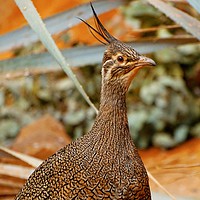 Buy canvas prints of    Elegant Crested Tinamou                         by Jane Metters