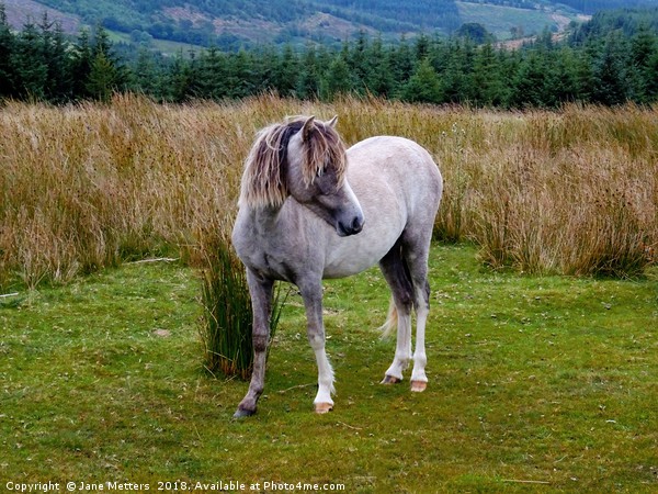 Welsh Mountain Pony Picture Board by Jane Metters