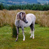 Buy canvas prints of Welsh Mountain Pony by Jane Metters