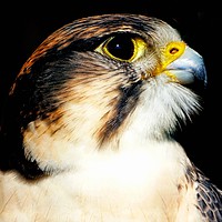 Buy canvas prints of Lanner Falcon by Jane Metters