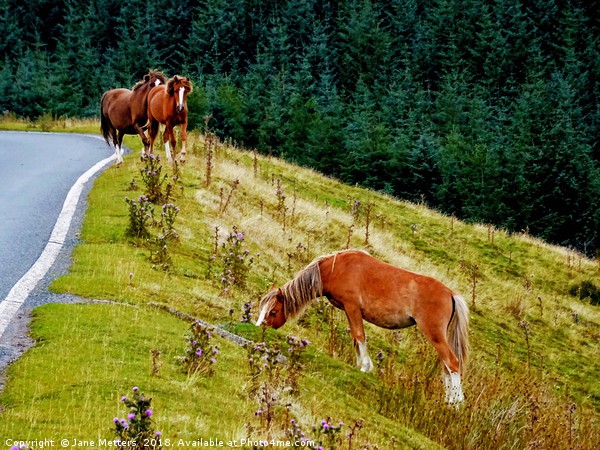 Horses on the Brecon Beacons Picture Board by Jane Metters