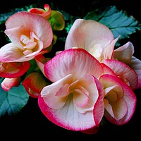 Buy canvas prints of Begonia Flower by Jane Metters