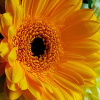 Buy canvas prints of           Mellow Yellow                      by Jane Metters