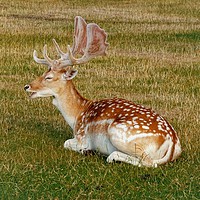 Buy canvas prints of         Fallow Deer Resting                        by Jane Metters