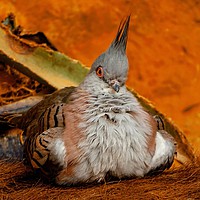 Buy canvas prints of The Crested Pigeon by Jane Metters