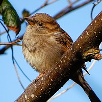 Buy canvas prints of      Female House Sparrow                          by Jane Metters