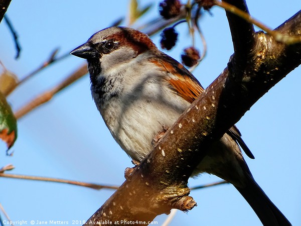      Male House Sparrow                           Picture Board by Jane Metters