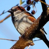 Buy canvas prints of      Male House Sparrow                           by Jane Metters