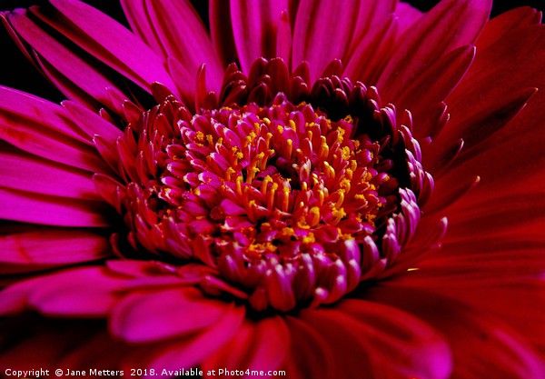 Gerbera Flower Picture Board by Jane Metters