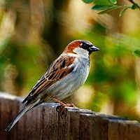 Buy canvas prints of     Perching On The Fence                          by Jane Metters