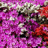 Buy canvas prints of            Colourful Azaleas                     by Jane Metters