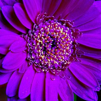 Buy canvas prints of Purple Flower by Jane Metters