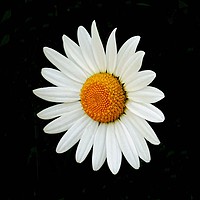 Buy canvas prints of Daisy by Jane Metters