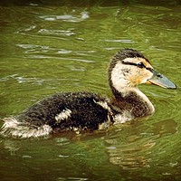 Buy canvas prints of Duckling by Jane Metters