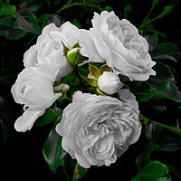 Buy canvas prints of Roses Just For You by Jane Metters