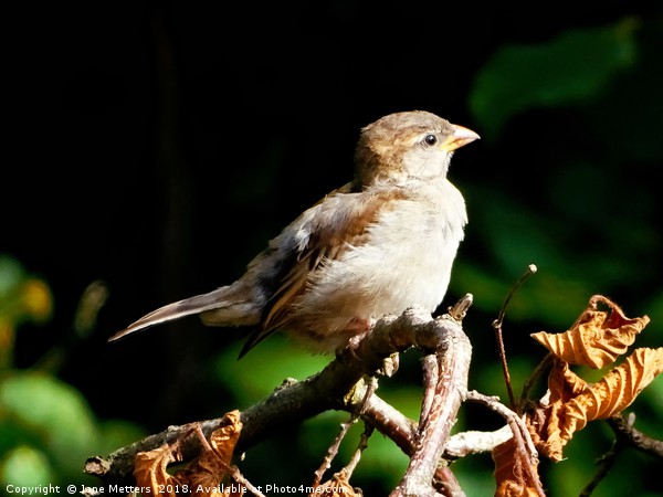   Juvenile House Sparrow                           Picture Board by Jane Metters