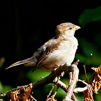 Buy canvas prints of   Juvenile House Sparrow                           by Jane Metters