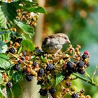 Buy canvas prints of     Blackberries For Breakfast                     by Jane Metters