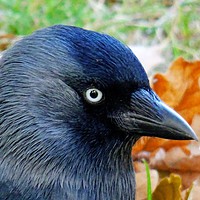 Buy canvas prints of          Jackdaw and Autumn Colours                by Jane Metters
