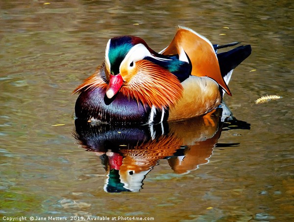 Mandarin Reflection Picture Board by Jane Metters