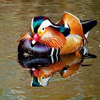 Buy canvas prints of Mandarin Reflection by Jane Metters