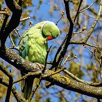 Buy canvas prints of Preening in the Sunshine by Jane Metters