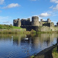 Buy canvas prints of Caerphilly Castle Wildlife by Jane Metters