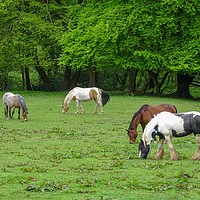 Buy canvas prints of Horses Grazing by Jane Metters