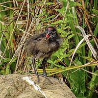 Buy canvas prints of A Baby Coot by Jane Metters