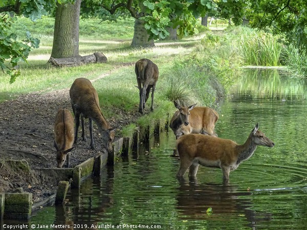 Wild Deer at a Water Hole Picture Board by Jane Metters