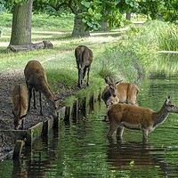 Buy canvas prints of Wild Deer at a Water Hole by Jane Metters