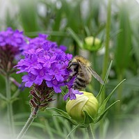 Buy canvas prints of A Pollen Collector  by Jane Metters