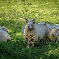 Buy canvas prints of Sheep in the Shade by Jane Metters